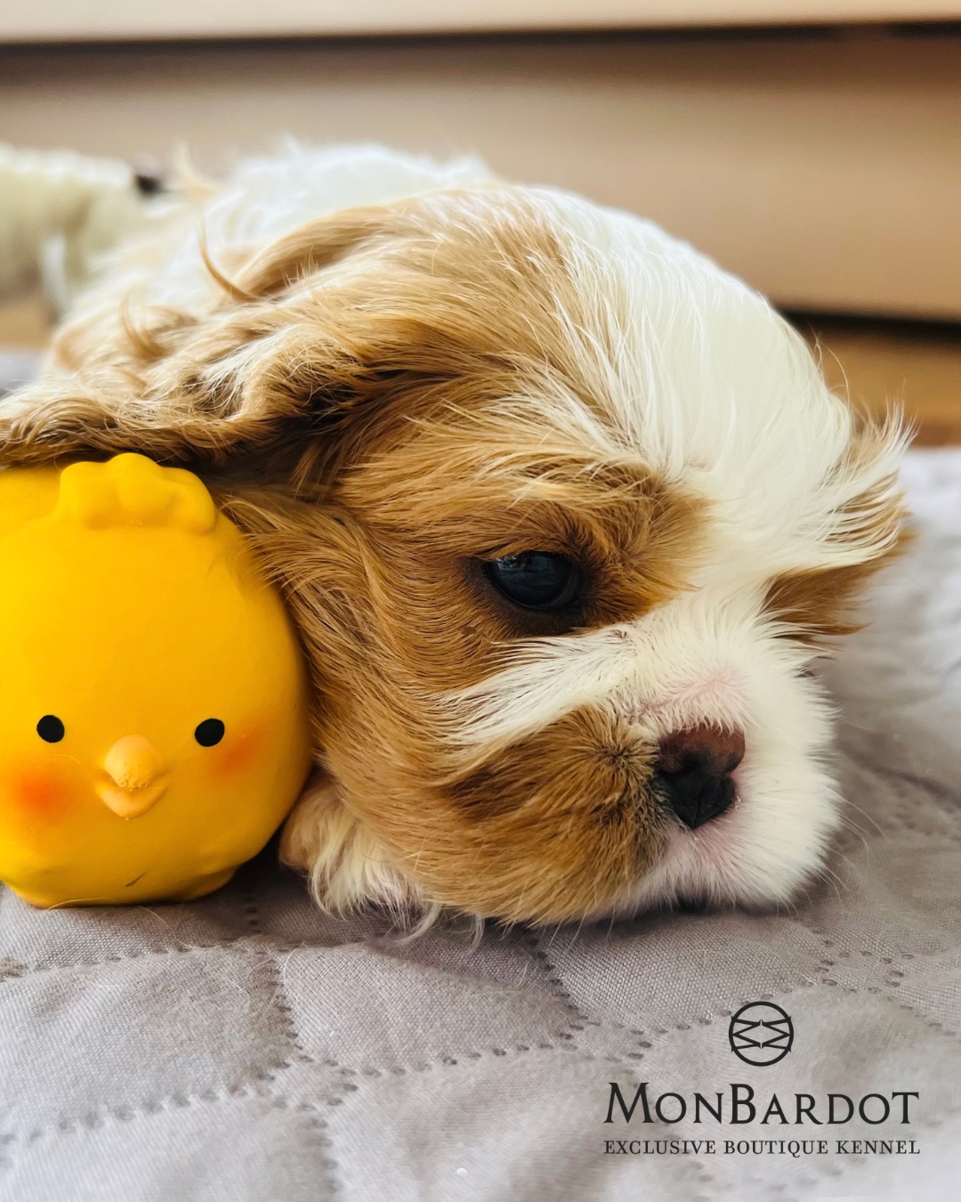 Filhote Cavalier junto a um brinquedo amarelo